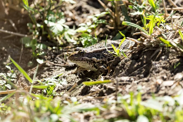 Žába Přírodu Parku Přírodě — Stock fotografie