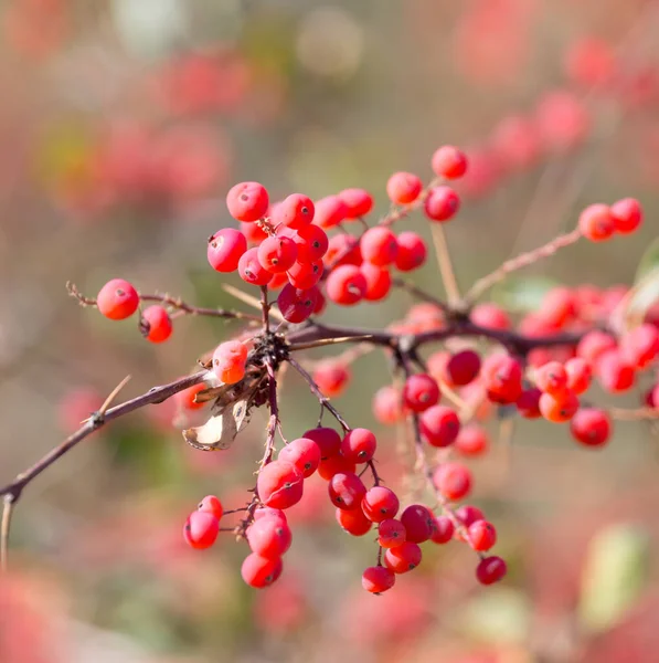 Červený Barberry Přírodu Parku Přírodě — Stock fotografie