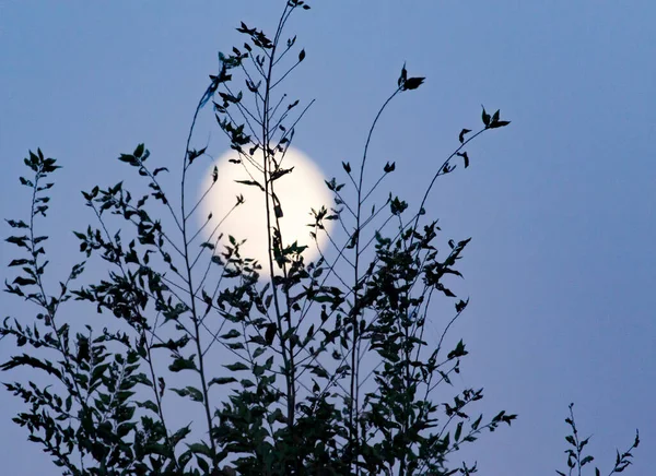 Φεγγάρι Πίσω Από Ένα Δέντρο Σούρουπο — Φωτογραφία Αρχείου