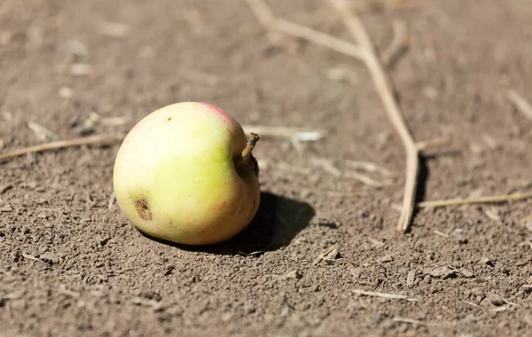 Pomme Sur Sol Dans Nature Dans Parc Dans Nature — Photo