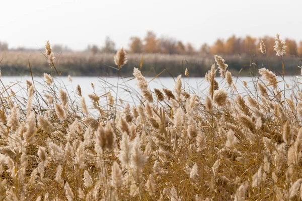 Yellow Reeds Lake Nature Autumn — Stock Photo, Image