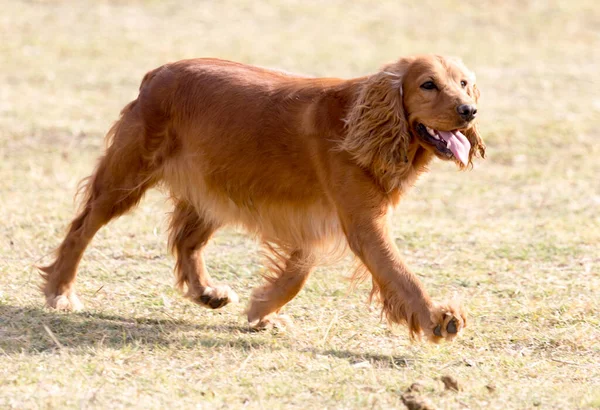 Rød Hund Naturen Parken Naturen - Stock-foto