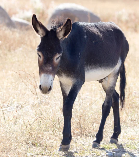 Porträtt Åsna Naturen Höst — Stockfoto