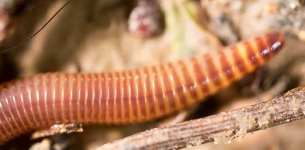 Červa Přírodě Super Makro Parku Přírodě — Stock fotografie