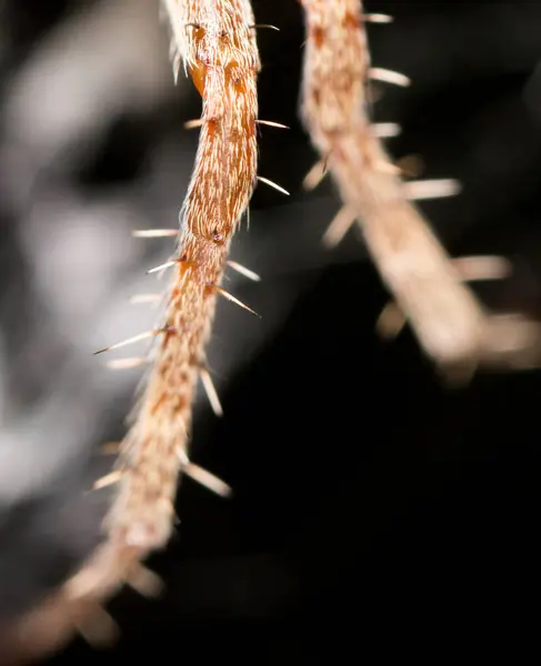 Foot Spider Close Park Nature — Stock Photo, Image