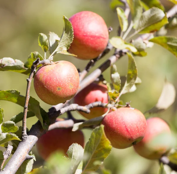 Mogna Äpplen Trädet Naturen — Stockfoto