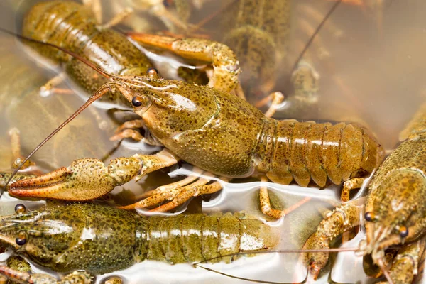 Crayfish Hidup Dalam Air Sebagai Latar Belakang — Stok Foto