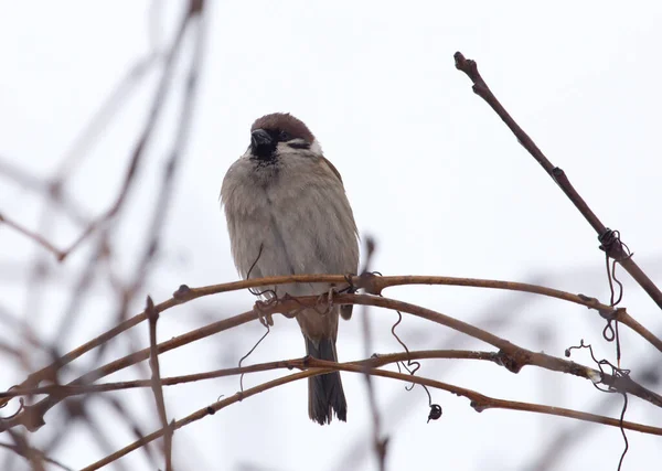 Sparrow Bare Tree Branches Park Nature — Stock Photo, Image