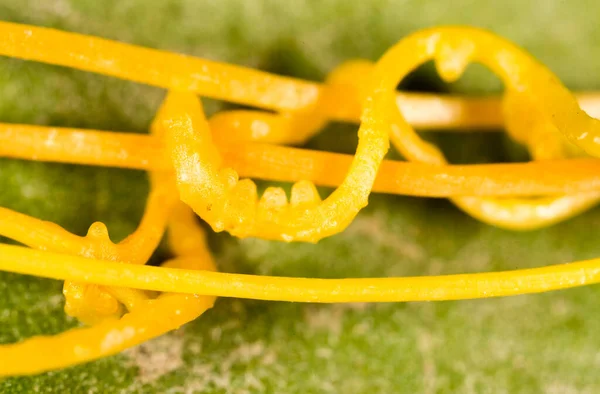 Parasite Végétal Jaune Dans Parc Dans Nature Photo De Stock