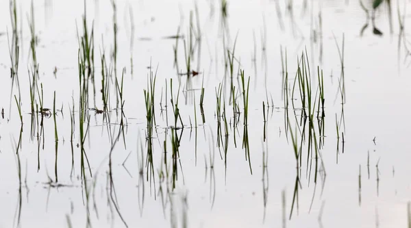 Gras Water Bij Zonsondergang Het Park Natuur Rechtenvrije Stockfoto's
