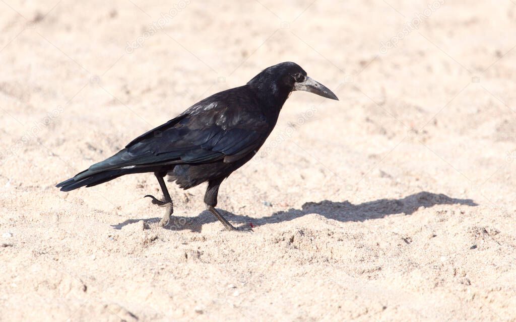 black crow on the sand . In the park in nature