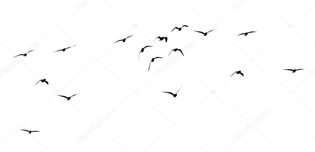 silhouette of a flock of birds on a white background .