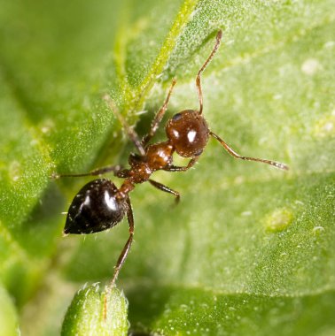 Doğadaki karınca. Makro. Doğadaki parkta.