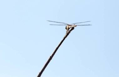 Açık havada yusufçuk. Doğadaki parkta.