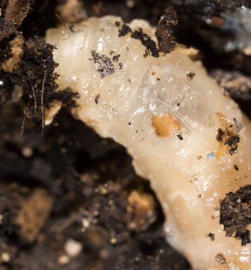 Doğada beyaz kurtçuklar. Makro. Doğadaki parkta.