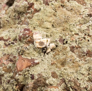 Arkaplan olarak kaya taşı. Doğadaki parkta.