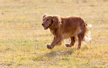 Kırmızı köpek doğada. Doğadaki parkta.