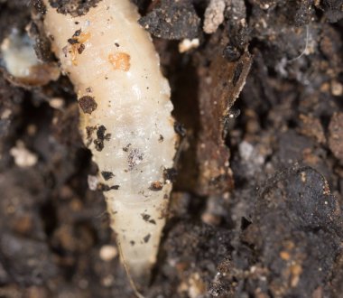 Doğada beyaz kurtçuklar. Makro. Doğadaki parkta.