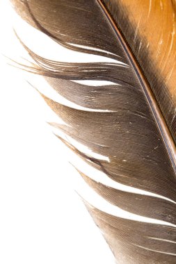 Beyaz arka planda güzel bir tüy. Soyut bir dokunun fotoğrafı