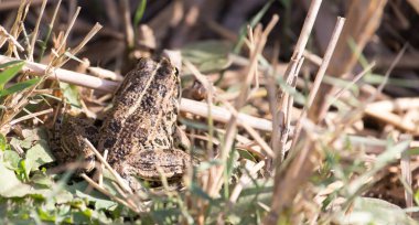 Doğadaki kurbağa. Doğadaki parkta.