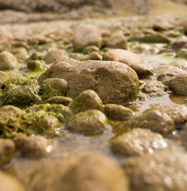 Doğada nehirdeki taşlar. Doğadaki parkta.