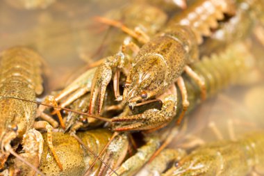 Arka plan olarak suda yaşayan kerevit .