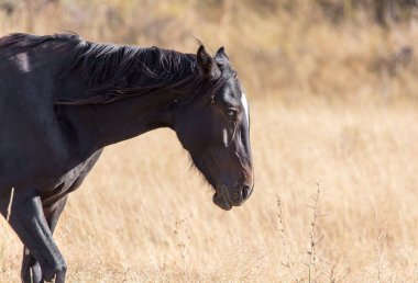 Sonbaharda otlakta bir at .