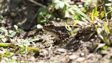 Doğadaki kurbağa. Doğadaki parkta.