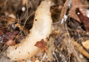 Doğada beyaz kurtçuklar. Makro. Doğadaki parkta.