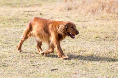 Kırmızı köpek doğada. Doğadaki parkta.