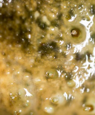 Arkaplan olarak kerevit. Makro. Doğadaki parkta.