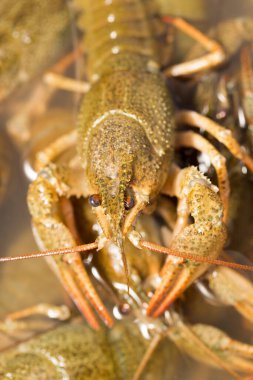 Arka plan olarak suda yaşayan kerevit .