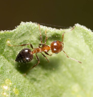 Doğadaki karınca. Makro. Doğadaki parkta.