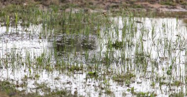 Günbatımında sudaki çimenler. Doğadaki parkta.