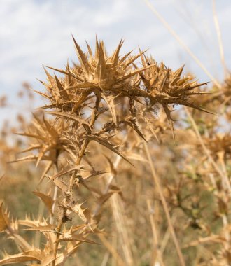 Gökyüzüne karşı kuru dikenli çimenler. Doğadaki parkta.