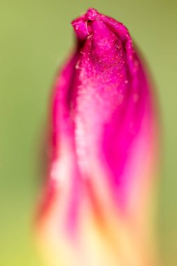 Doğadaki kırmızı çiçek. Makro. Doğadaki parkta.