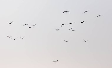 Gün batımında gökyüzünde bir martı sürüsü .