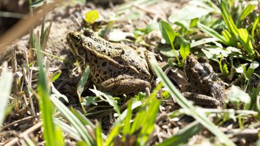 Doğadaki kurbağa. Doğadaki parkta.