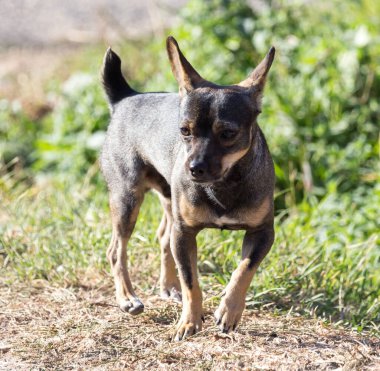 Doğa yürüyüşü. Doğadaki parkta.