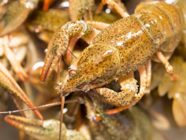 Arka plan olarak suda yaşayan kerevit .