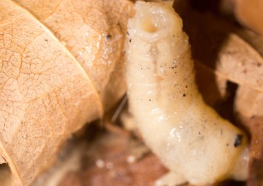 Doğada beyaz kurtçuklar. Makro. Doğadaki parkta.