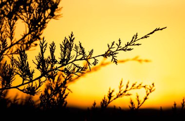 Gün batımında ağaç dalı. Doğadaki parkta.