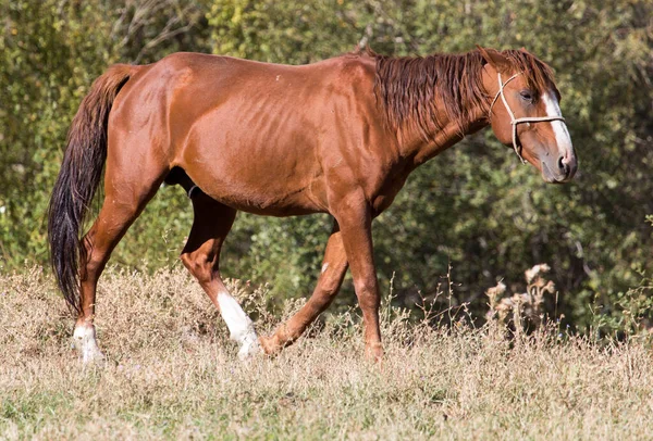 Cavalo Vermelho Natureza Outono Parque Natureza — Fotografia de Stock