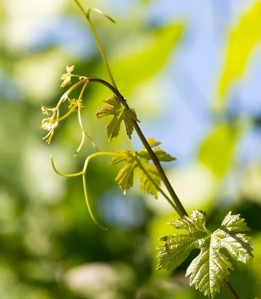 Young Grapes Nature Park Nature — Stock Photo, Image