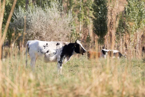 Otlaktaki inek. Doğadaki parkta.