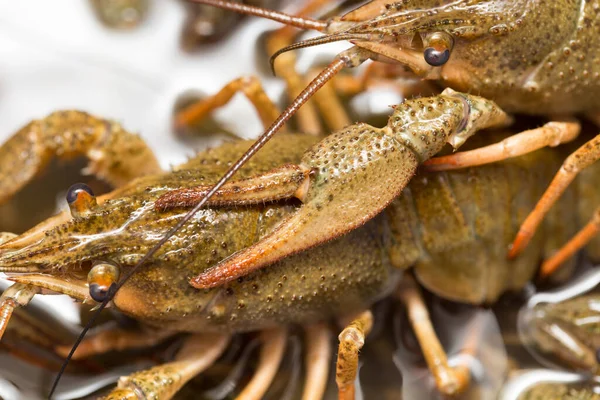 Crayfish Hidup Dalam Air Sebagai Latar Belakang — Stok Foto