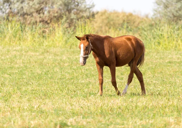 Koń Pastwisku Przyrodzie — Zdjęcie stockowe