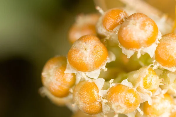 种子黄色的植物寄生物 在大自然的公园里 — 图库照片