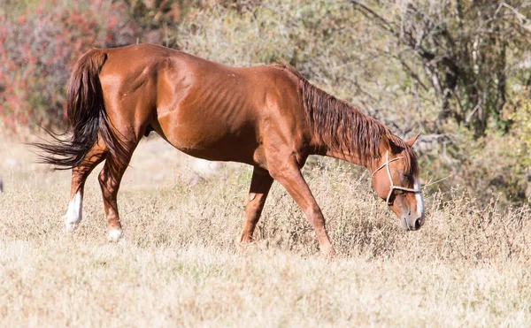 Cavallo Rosso Sulla Natura Autunno Nel Parco Nella Natura — Foto Stock
