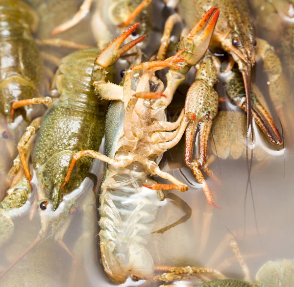 Crayfish Hidup Dalam Air Sebagai Latar Belakang — Stok Foto